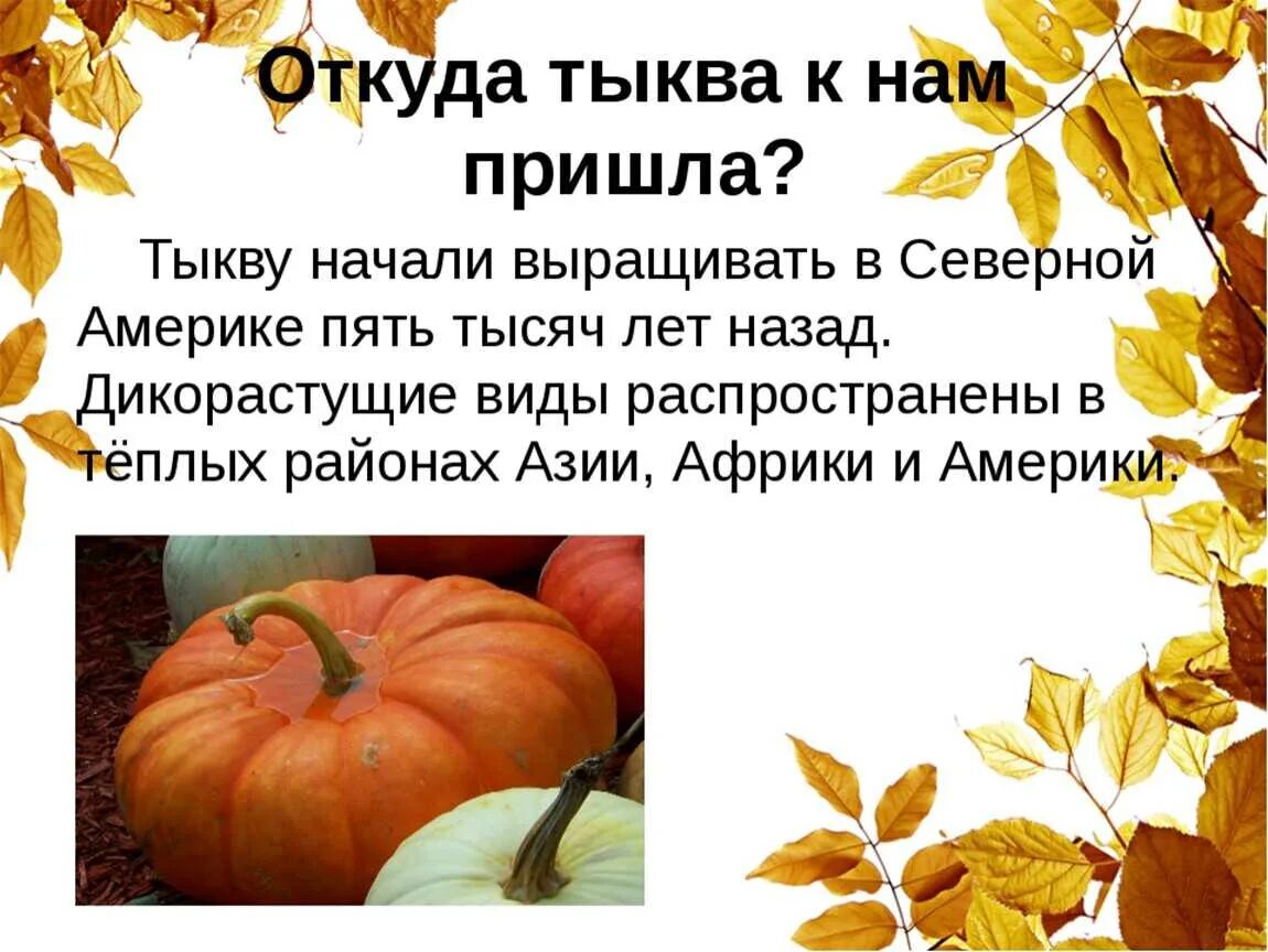 Со скольки можно тыкву