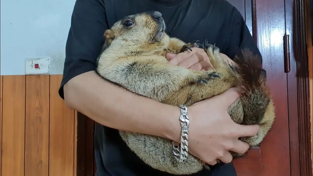 Сурок девочка. Сурок. fat marmot.