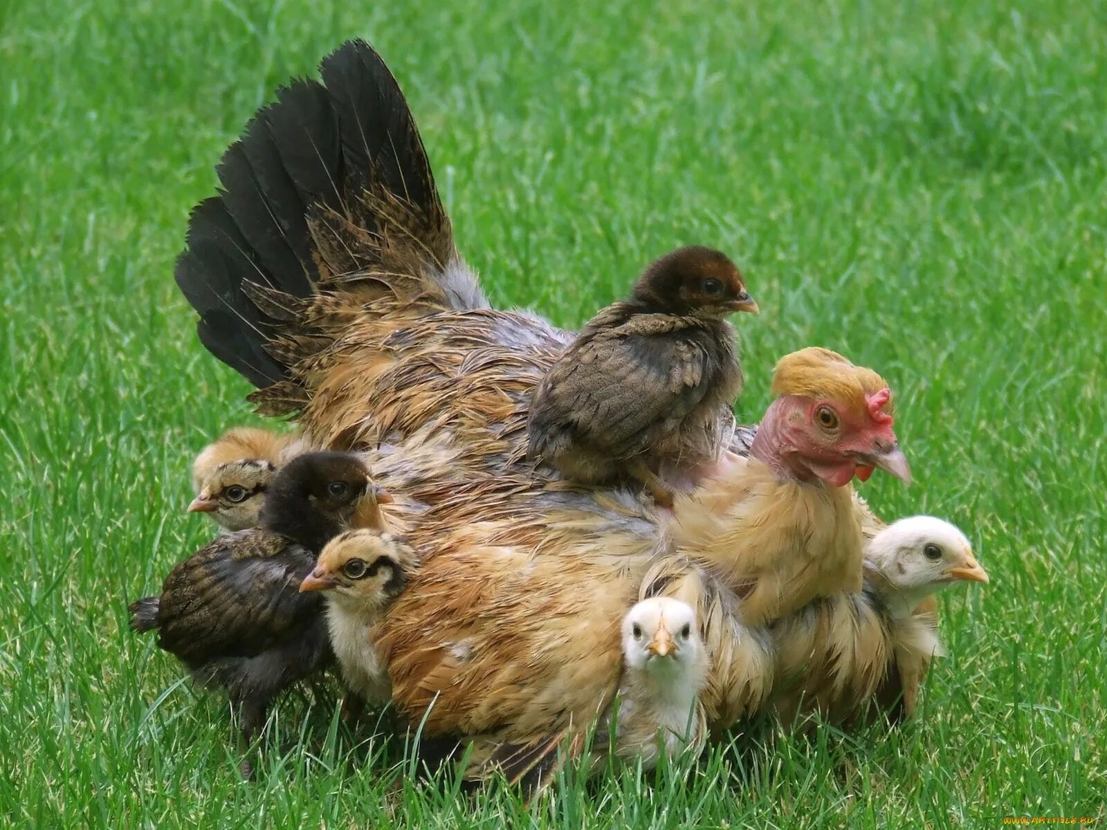 Подсадить петуха к курам. Курочка наседка. Курица с цыплятами. Наседка с цыплятами. Курочка с цыплятами.