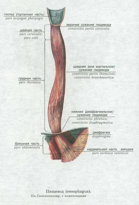 Сужения пищевода (oesophagus). Сужения пищевода Синельников. Сужения пищевода анатомические и физиологические. Сужения пищевода латынь. Шейная часть пищевода