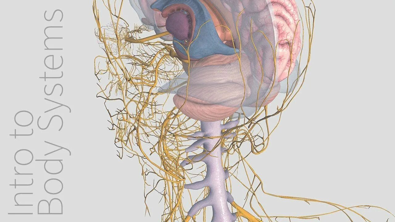 Central nervous System Anatomy. Нервная система анатомия. Сонный гломус анатомия.