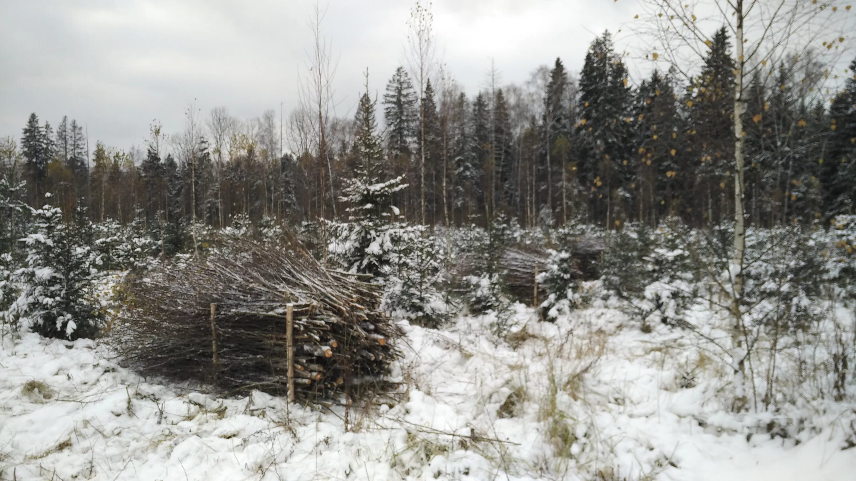 Рубки прочистки в молодняках. Рубки прореживания. Рубки осветления и прочистки. Осветление молодняков. Осветление молодняков.