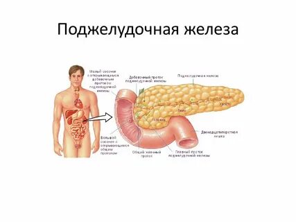 Где поджелудочной железе