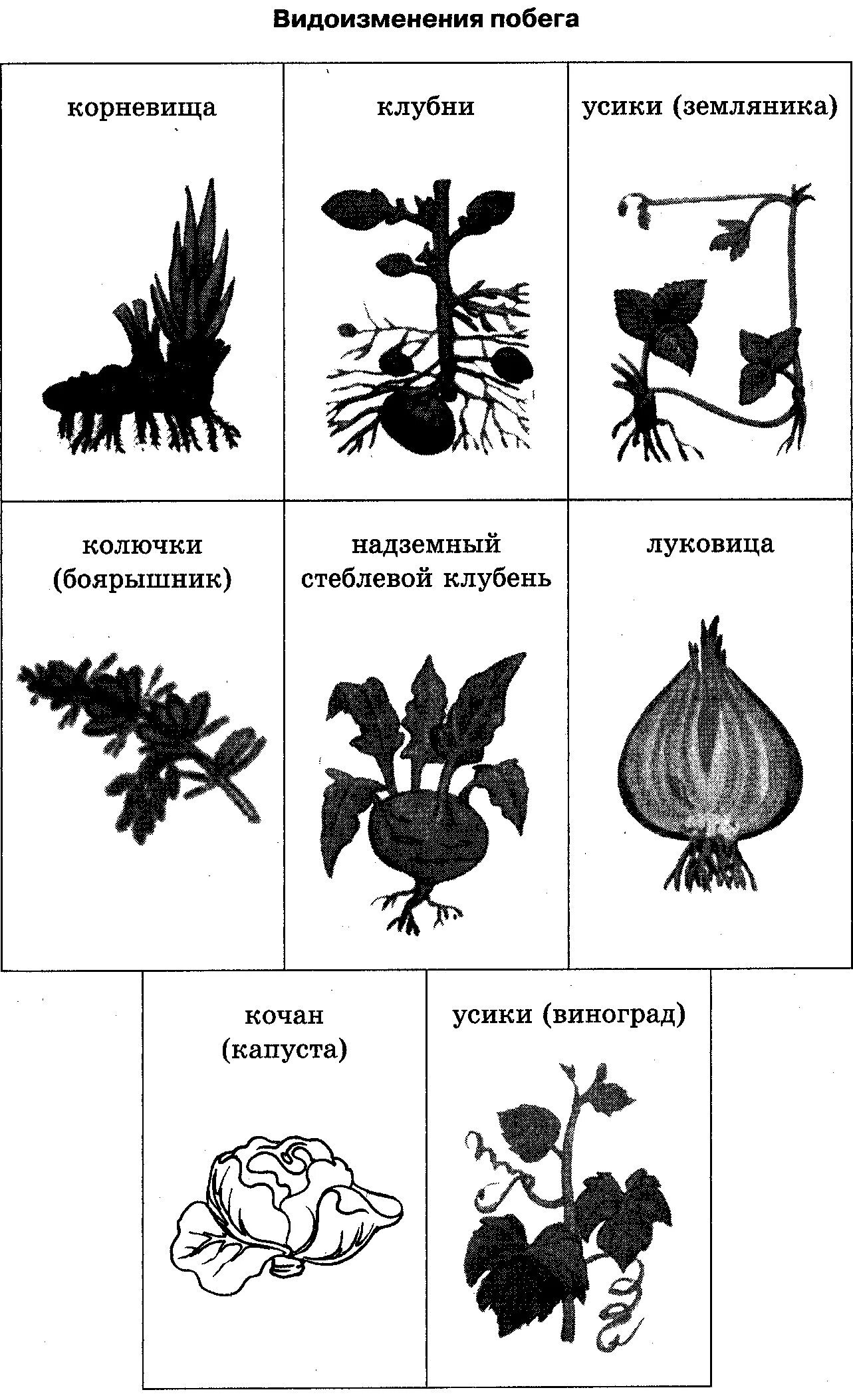 Видоизмененные листья и корни. Видоизменения листьев и побегов таблица. Видоизмененные побеги схема.