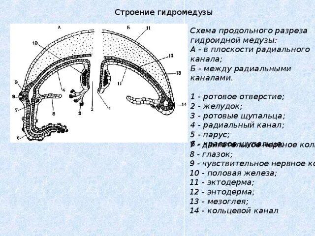 Схема строения сцифоидной медузы. Схема строения сцифоидной медузы. Строение медузы егэ. Строение сцифоидной медузы. Схема продольного разреза гидроидной медузы.