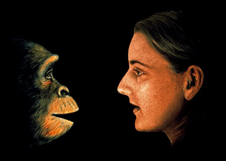 Шимпанзе отличается от человека. Человек примат. Шимпанзе и человек сходство.