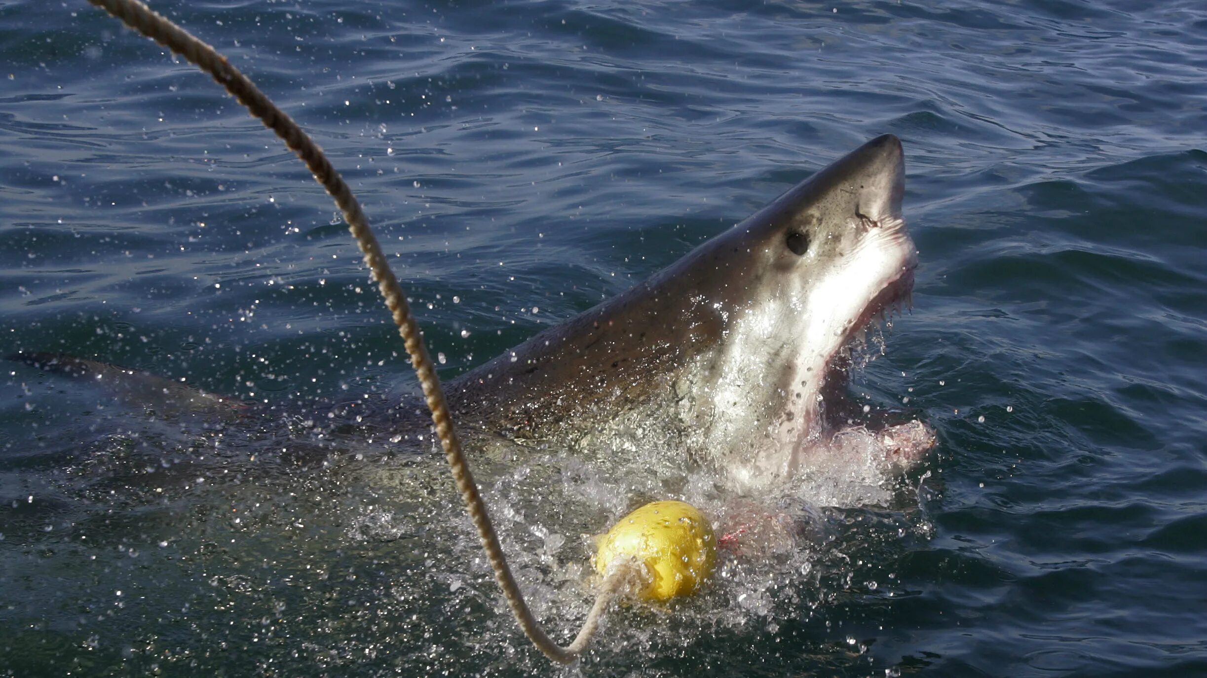 Акулы во владивостоке. Нападение белой акулы во Владивостоке.