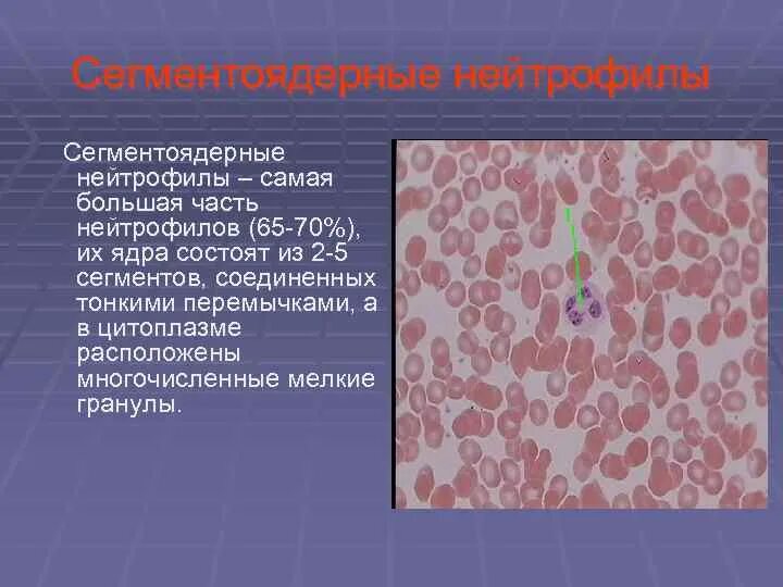 Сегментоядерные у женщин. Зернистость сегментоядерных нейтрофилов. сегментоядерные нейтрофилы морфология. нейтрофилы сегментоядерные 37.6. сегментоядерный нейтрофил функции.