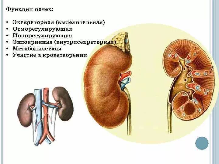 Каковы функции почек. Функции почки выделительная функция. Экскреторная функция почек. Секреторная и экскреторная функция почек. Типовые нарушения выделительной функции почек.