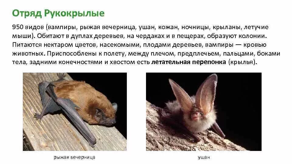 Рукокрылые млекопитающие представители