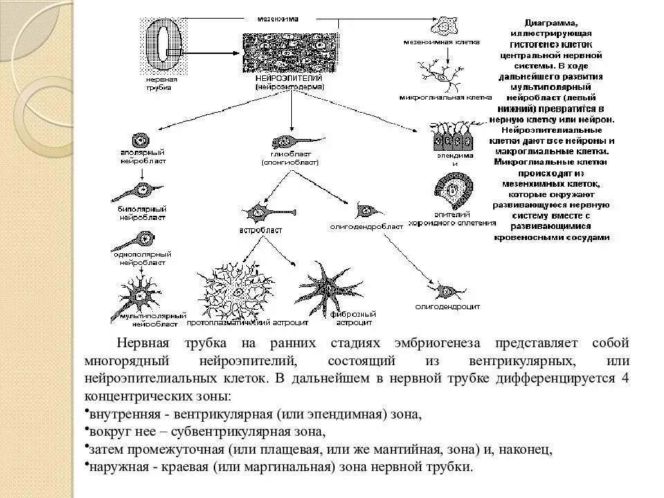 Гистогенез нервной ткани. Гистогенез нервной ткани схема. эмбриогенез нервной ткани. концентрические зоны нервной трубки.