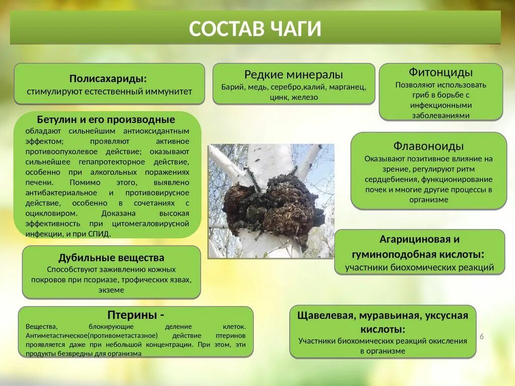 Чага березовая противопоказания отзывы. Химический состав чаги березовой. Чага Березовая состав. Химический состав чеги. Химический состав гриба чага.