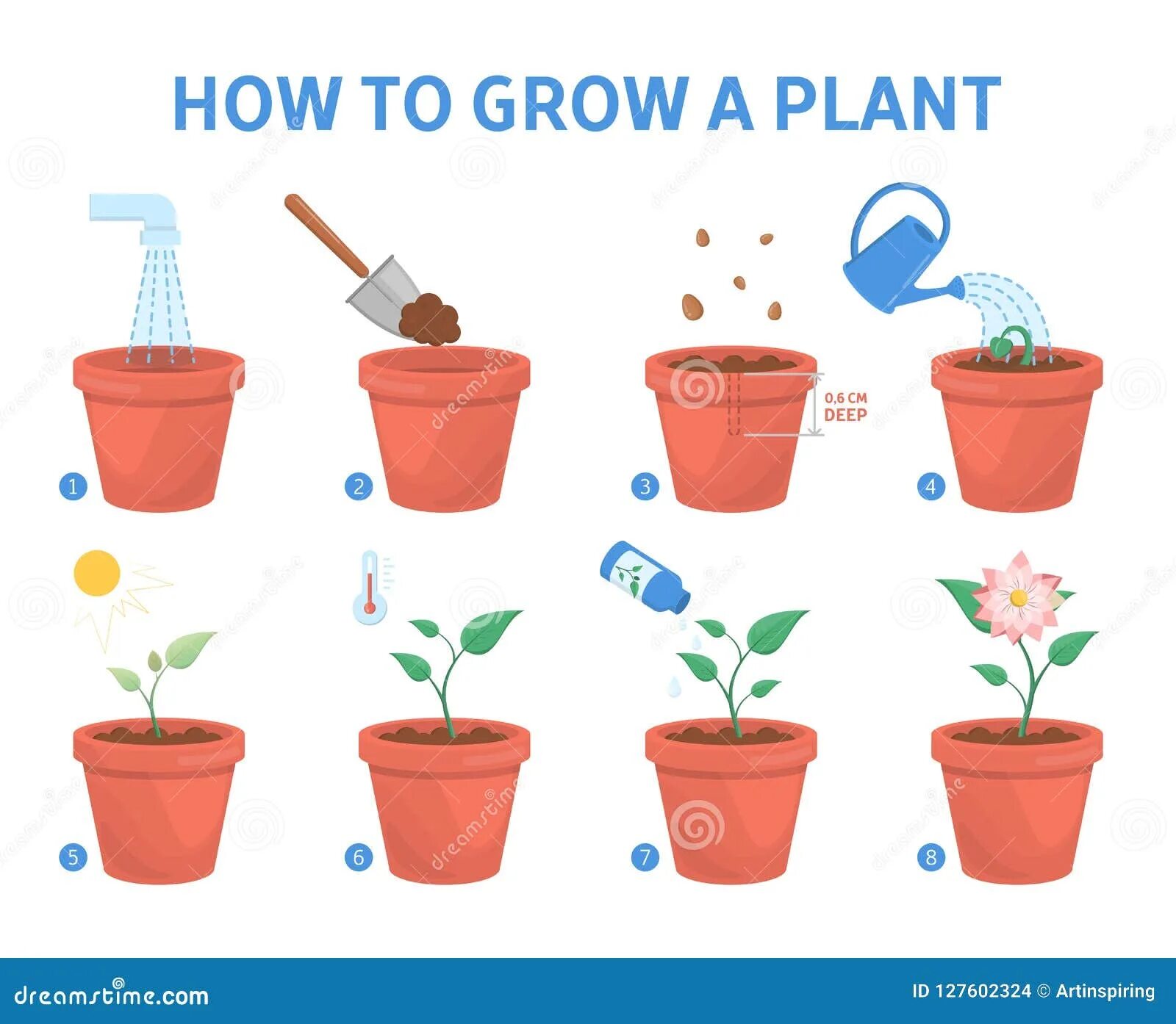Begin to grow