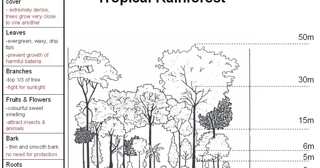 Rainforest layers. Тропикал Раинфорест. Tropical Rainforest кластер. Схема Tropical Rainforest.