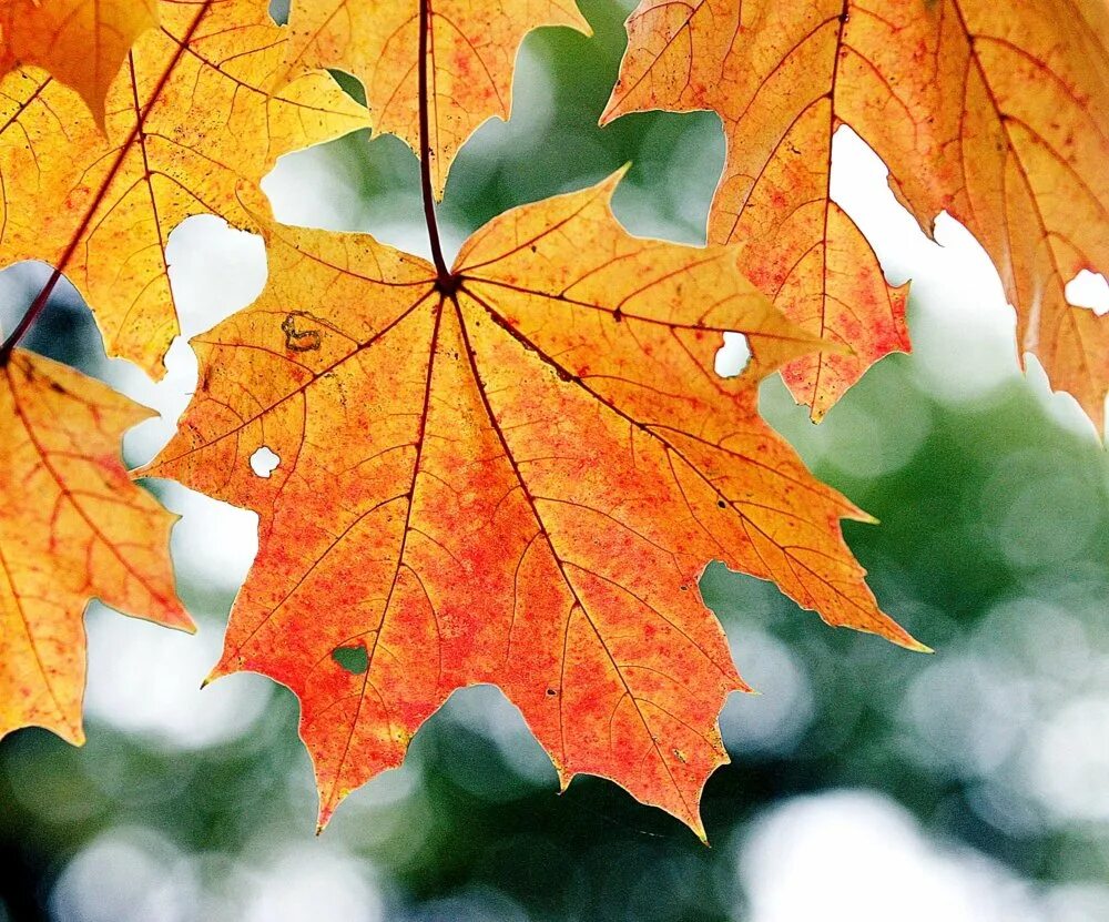 Картинки осенних листьев. Листики осенние кленовые. Осенний кленовый лист. Осенний кленовый листок. Осенний Калиновый лист.