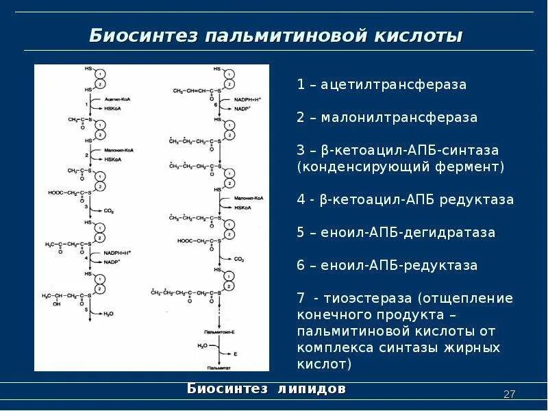 Номер биосинтеза. Роль пальмитиновой кислоты биохимия. Синтез пальмитолеиновой кислоты биохимия. Схема синтеза пальмитиновой кислоты. Синтез пальмитиновой кислоты.