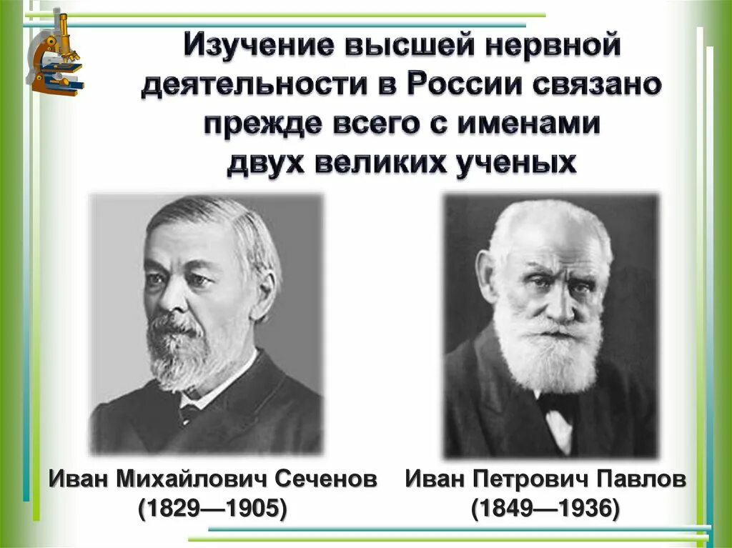 Сеченов учение о рефлексах. Сеченов учение о рефлексах