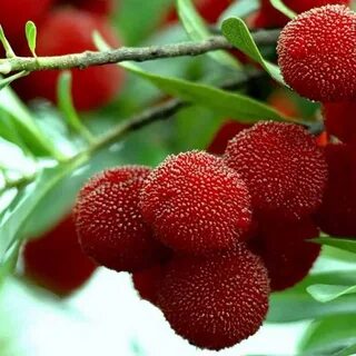 Клубничное дерево отзывы