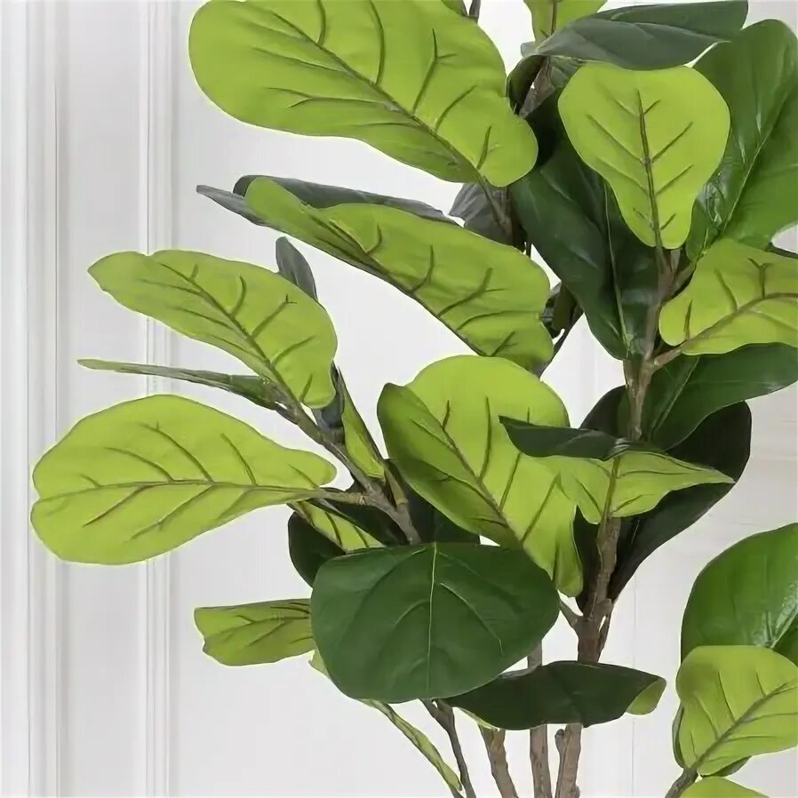 Ficus lyrata фикус лирата. Фикус лирата семена. Фикус сафари. Укоренить фикус лирата. Фикус лирата черенок.