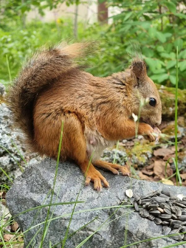 белочка. бельчонок 2023 2024. бельчонок 2023 2024. бельчонок 2023 2024. бельчонок 2023 2024.