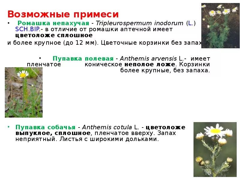 Лекарственное сырье ромашки. Морфологический критерий ромашки аптечной. Примеси сырья ромашки аптечной. Цветки ромашки аптечной сырье. Примеси ромашки аптечной таблица.