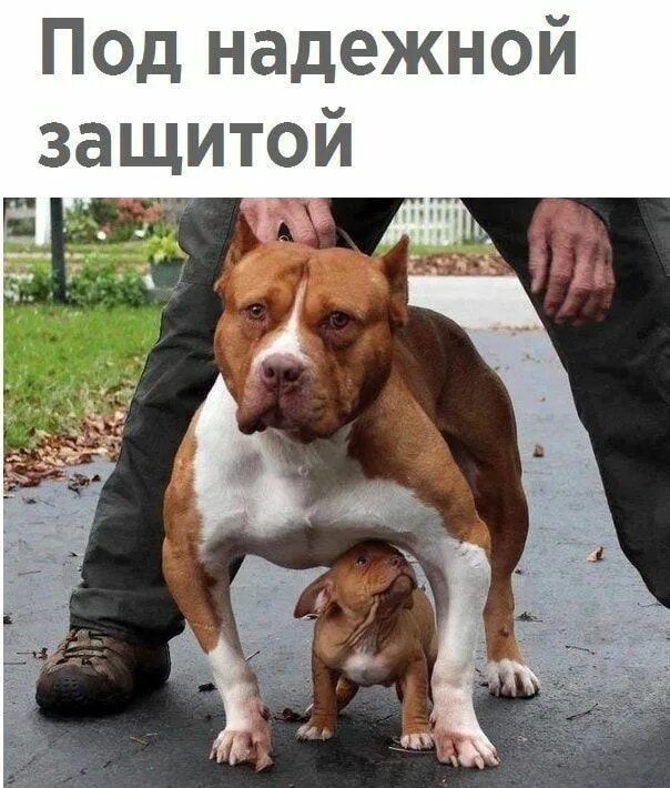 Фото надежная защита. Будет под надежной защитой. Телефон под защитой. Защита отечества. Под надежной защитой.