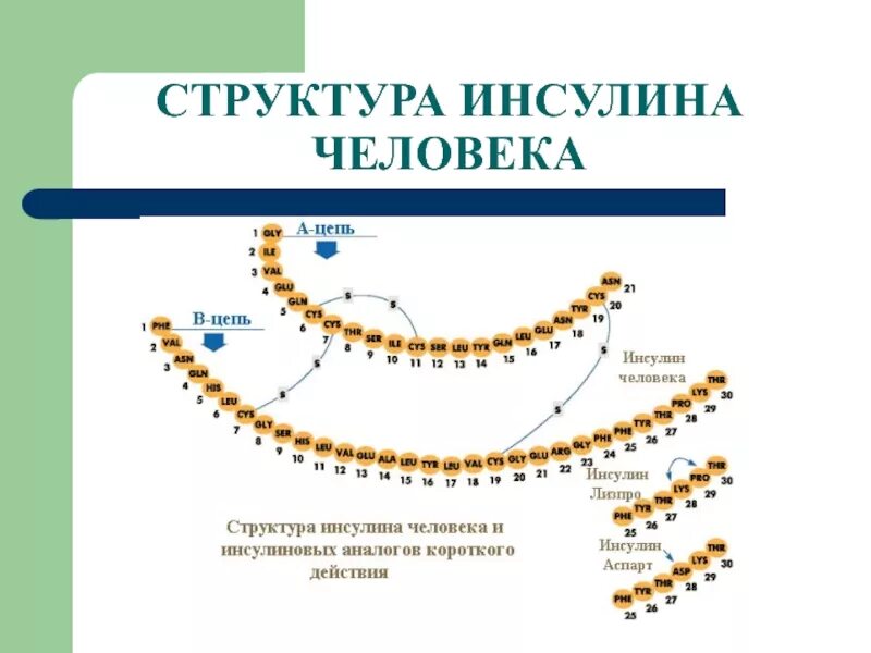 Участвует в синтезе инсулина. Структура инсулина биохимия. Инсулин состав строение. Химическое строение гормона инсулина. Гормон инсулин структура.