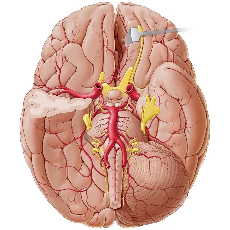 Артерии основания мозга. Виллизиев круг в головном мозге анатомия. Кровообращение головного мозга Виллизиев круг. Кровообращение мозга. Виллизиев круг.. Кровоснабжение мозга Виллизиев круг.