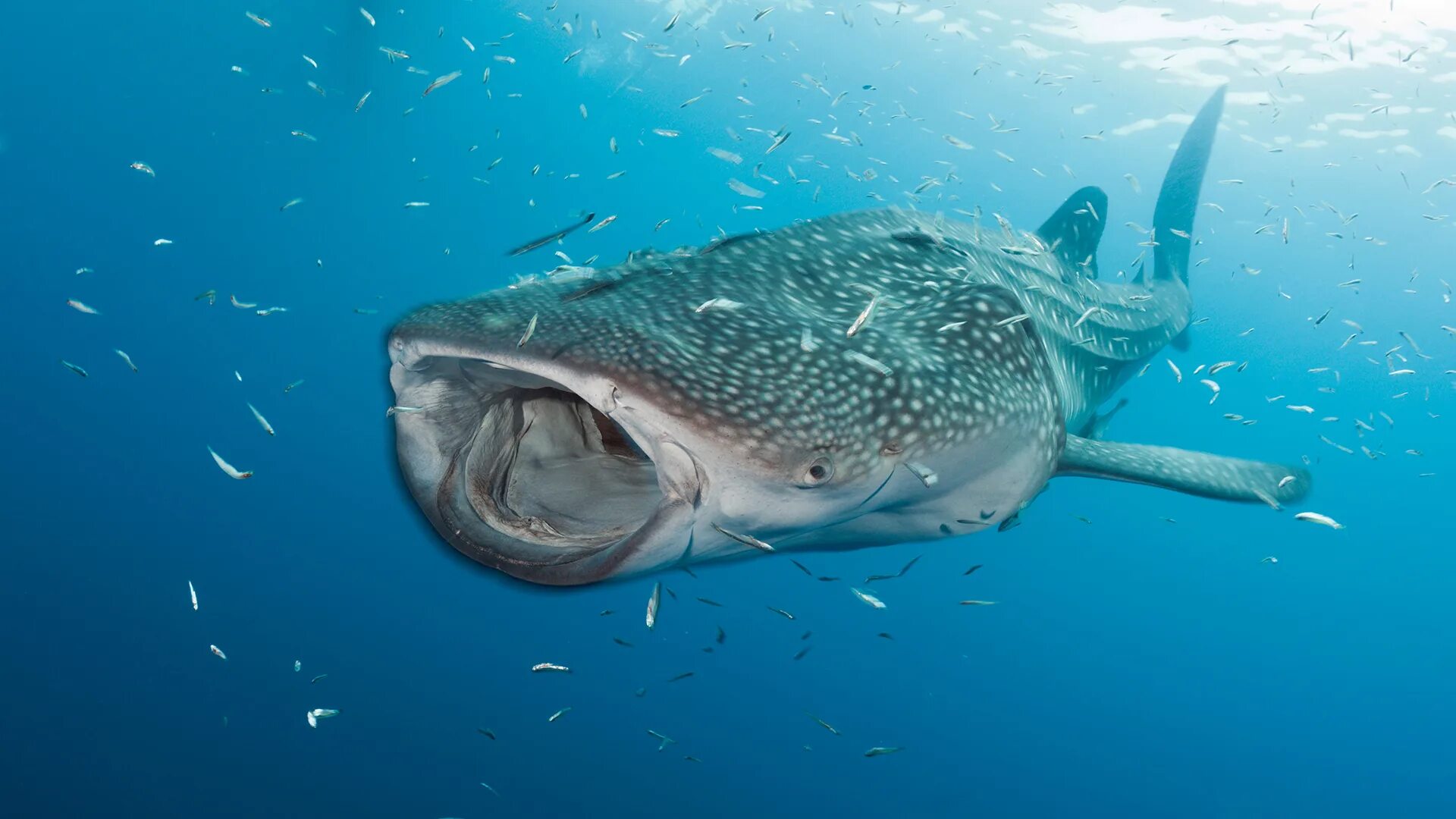 Большая рыба на земле. Москвариум китовая акула. Самая большая рыба на земле. Самая крупная акула. Китовая акула ест планктон.