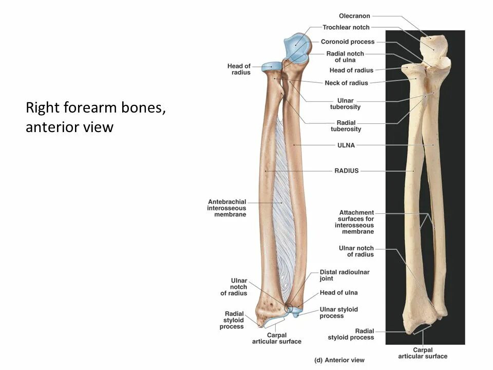 локтевая кость анатомия латынь. лучевая и локтевая кость анатомия. лучевая кость анатомия строение поверхность кости. локтевая кость кость анатомия человека. лучевая кость и локтевая кость.