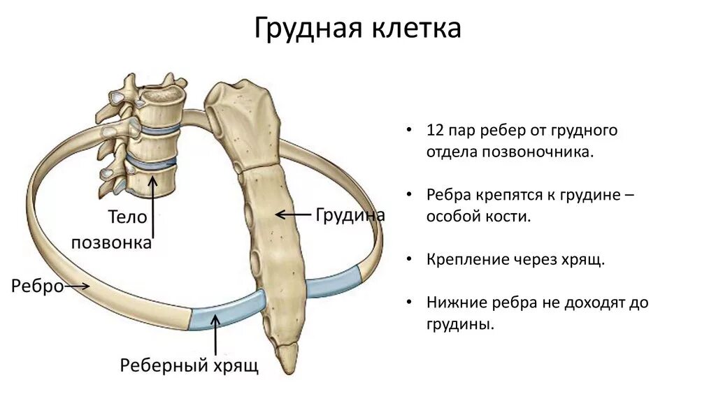 К какому позвонку крепится первое ребро. Грудная клетка строение и соединение костей. Крепление ребер к позвоночнику. Строение грудины. Строение ребра..