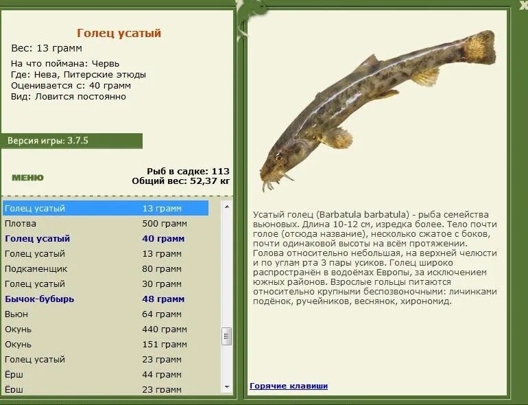 голец семейство вьюновых. вьюн речной обыкновенный. промысловая речная рыба семейства вьюновых. мелкая речная рыба вьюн. семейство мироновых рыб.