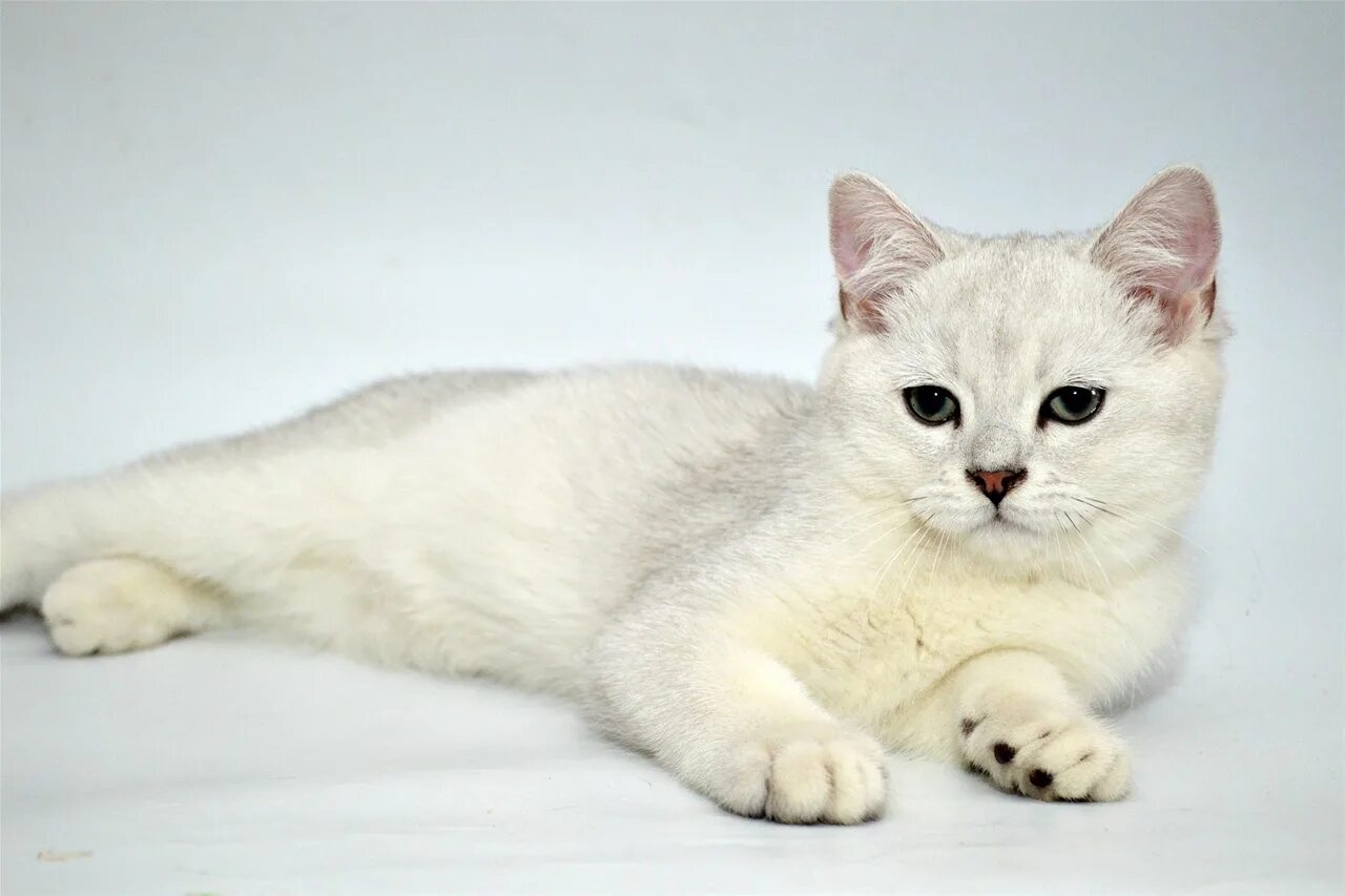 Окрас кота шиншилла. Британская прямоухая шиншилла. Шотландская серебристая шиншилла. Британский кот шиншилла. Британский кот серебристая шиншилла.