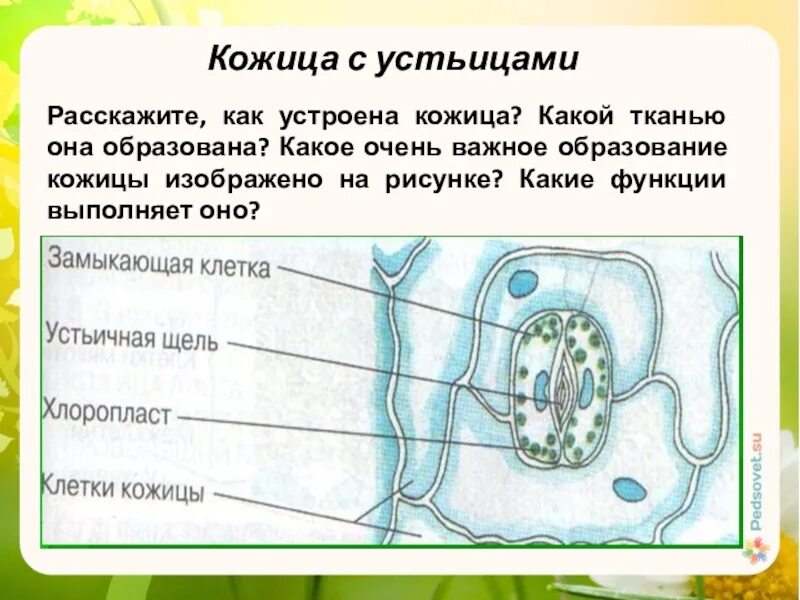 Клеточное строение листа устьице. Строение кожицы листа одуванчика ткани. Эпидермис, строение устьица. Кожица листа одуванчика под микроскопом клетки ткани с подписями.