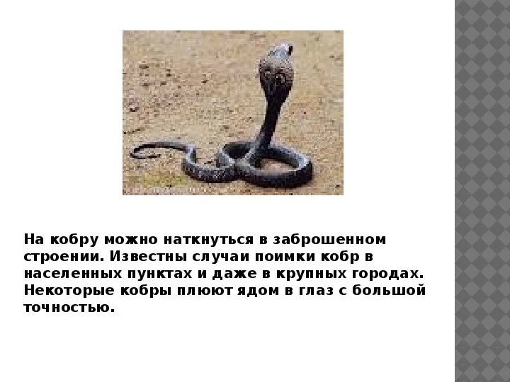 Сообщение о змей. Проект на тему ядовитые змеи. доклад про змей.