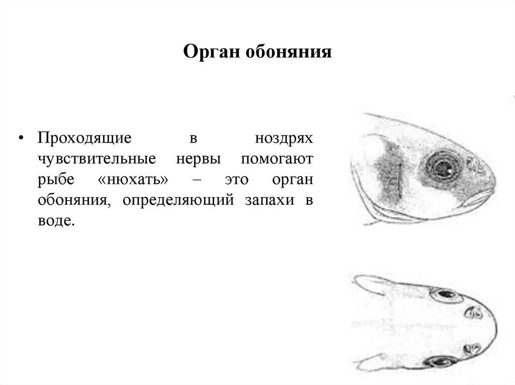 Органы обоняния у рыб. Строение обоняния у рыб. Орган вкуса у рыб. Jhufys xeedcnd e HS,.