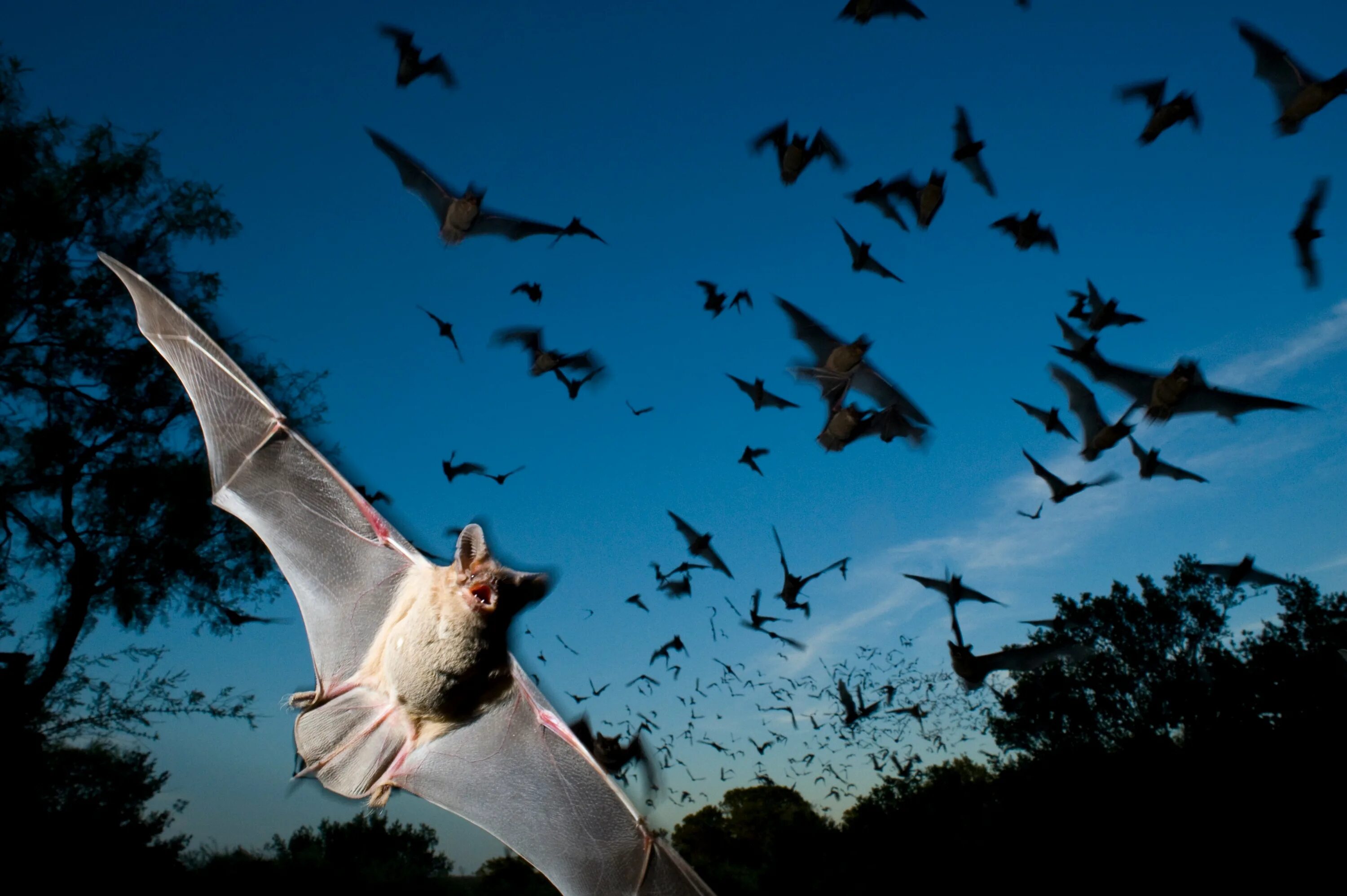Летучая мышь. Стая летучих мышей. Летающие животные. Летающая мышь.