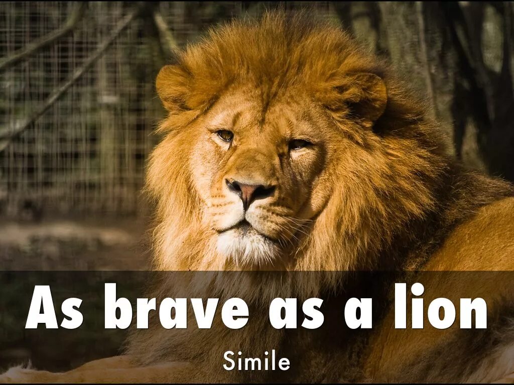 Как переводится лев. Bravery Лев.