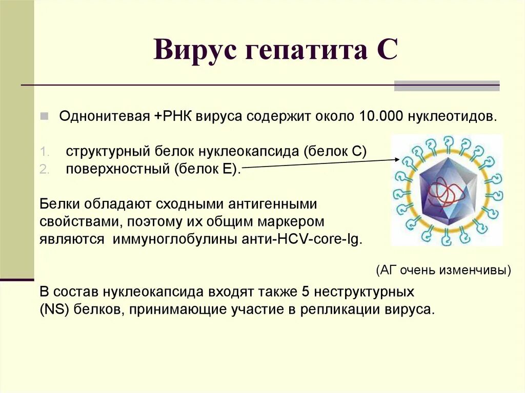 Белки гепатита с. Вирусные гепатиты презентация. РНК вируса гепатита с. Вирус гепатита с презентация. Белки вируса гепатита с.