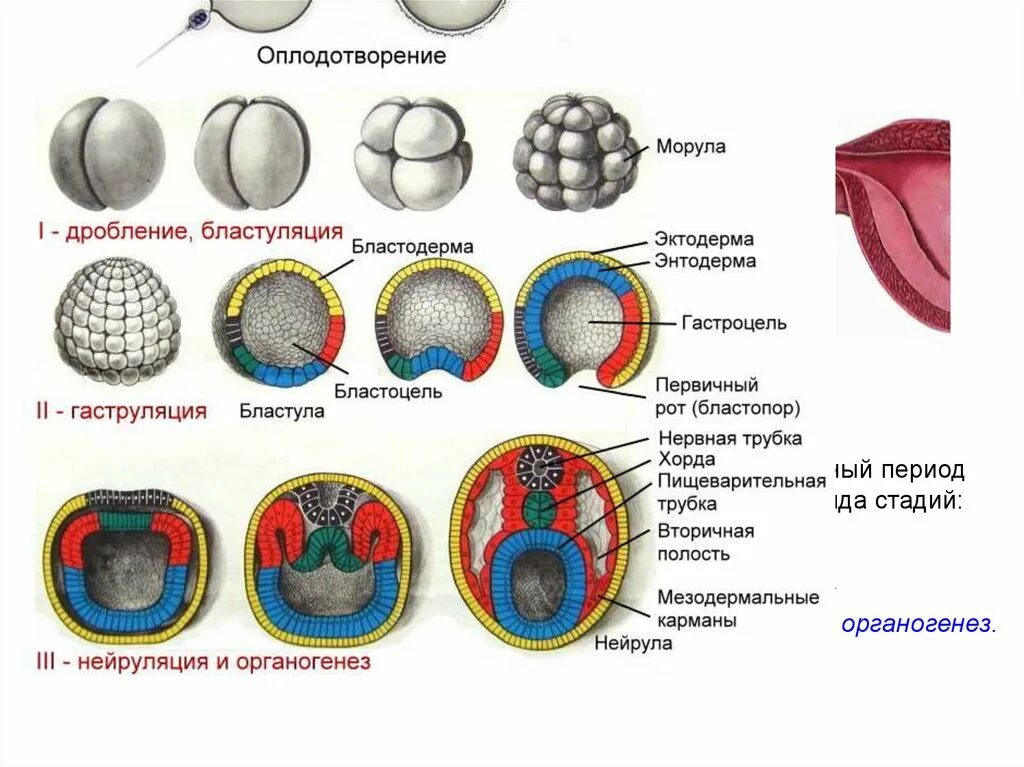 Онтогенез 2 стадия. Этапы эмбрионального развития зигота. Этапы онтогенеза гаструла бластула. Этапы эмбрионального развития дробление. Стадии эмбрионального развития человека дробление.