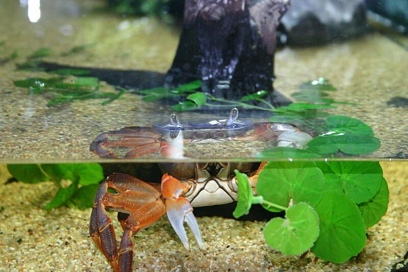 Краб в аквариуме содержание. Радужный краб (Cardisoma armatum). Краб мангровый аквариумный. Мангровый краб в аквариуме. Радужный Крабик аквариумный.