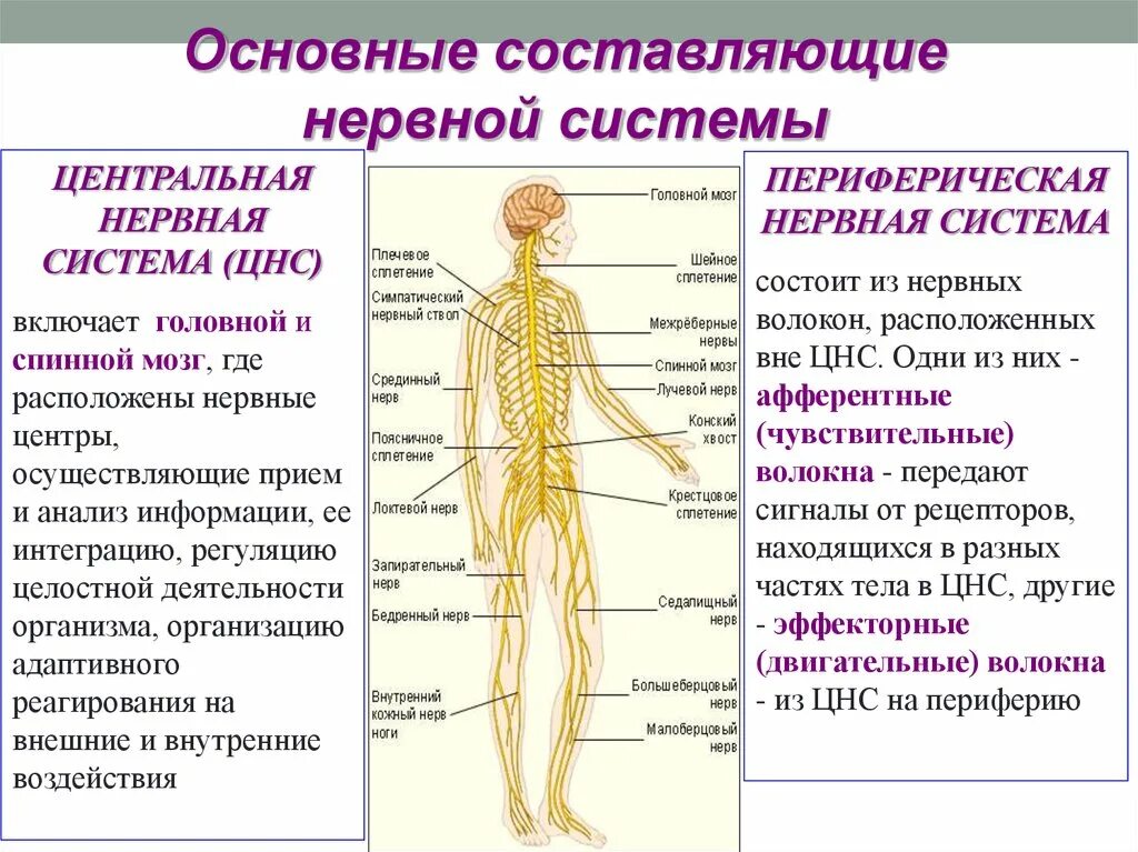 Органы центральной и периферической нервной системы