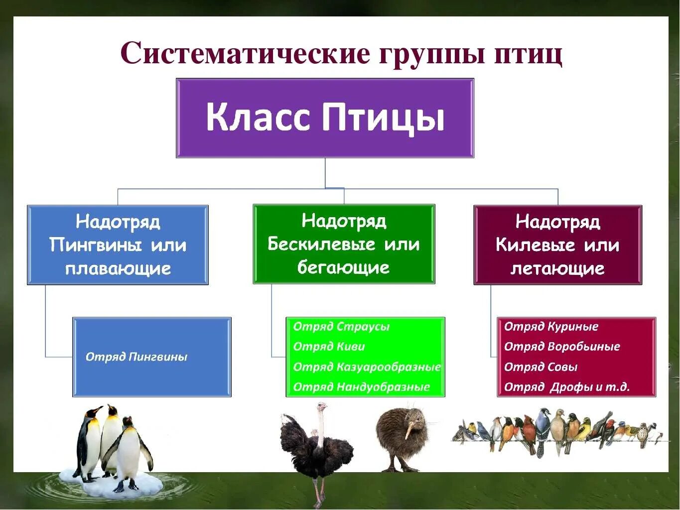 Систематические группы птиц таблица 7 класс. Классификация птиц систематические группы птиц. Биология 7 класс схема класс птицы. Группы отряда птиц.