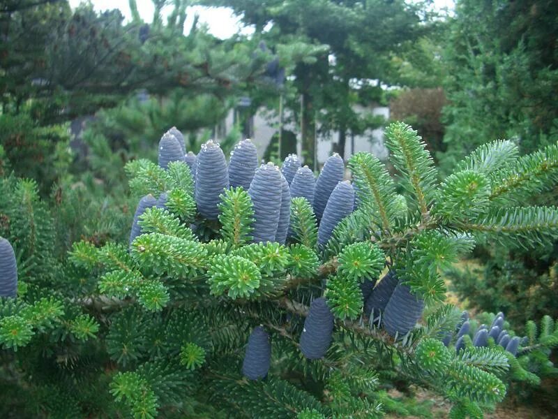 Юша пихта. Пихта корейская abies koreana. пихта корейская абиес кореана. пихта корейская blauer pfiff. пихта корейская фастигиата.