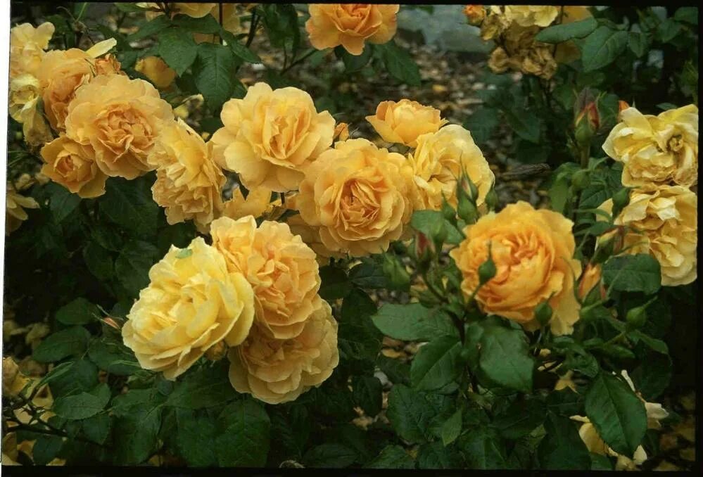 Роза амбер куин amber queen. Роза амбер куин, флорибунда (сербия). Амбер куин. Роза амбер квин. Роза флорибунда амбер куин.