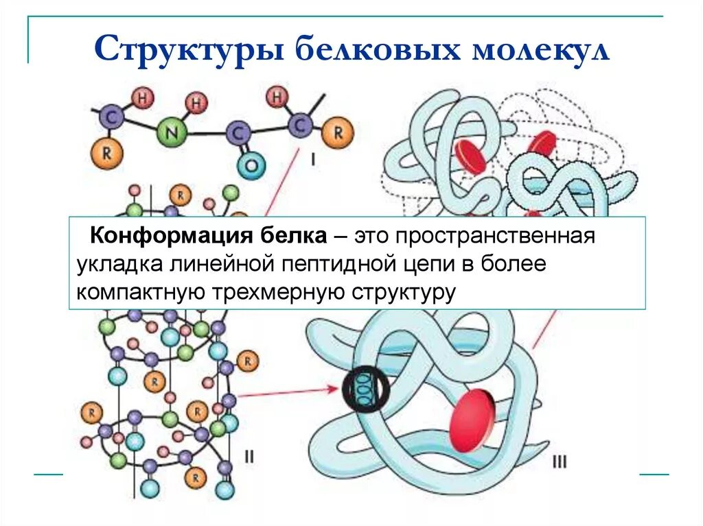 Строение и структура белковой молекулы. Структура белка строение белковой молекулы. Схема первичной структуры белковой молекулы. Структура белков первичная вторичная третичная четвертичная.