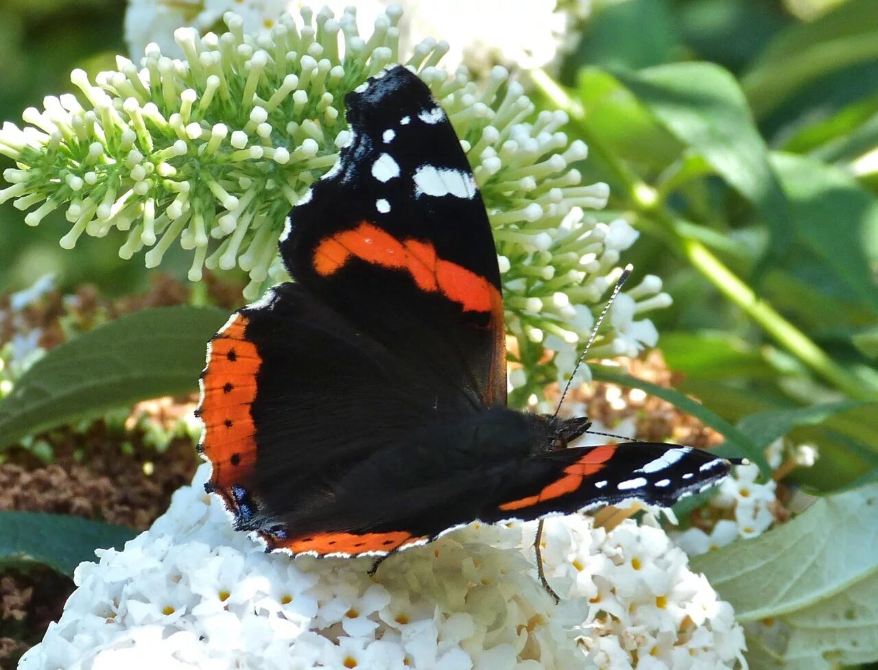 Бабочка Адмирал. Бабочка Адмирал крапивница. Red Admiral бабочка. Адмирал (бабочка) Нимфалиды. Какие бабочки адмирал