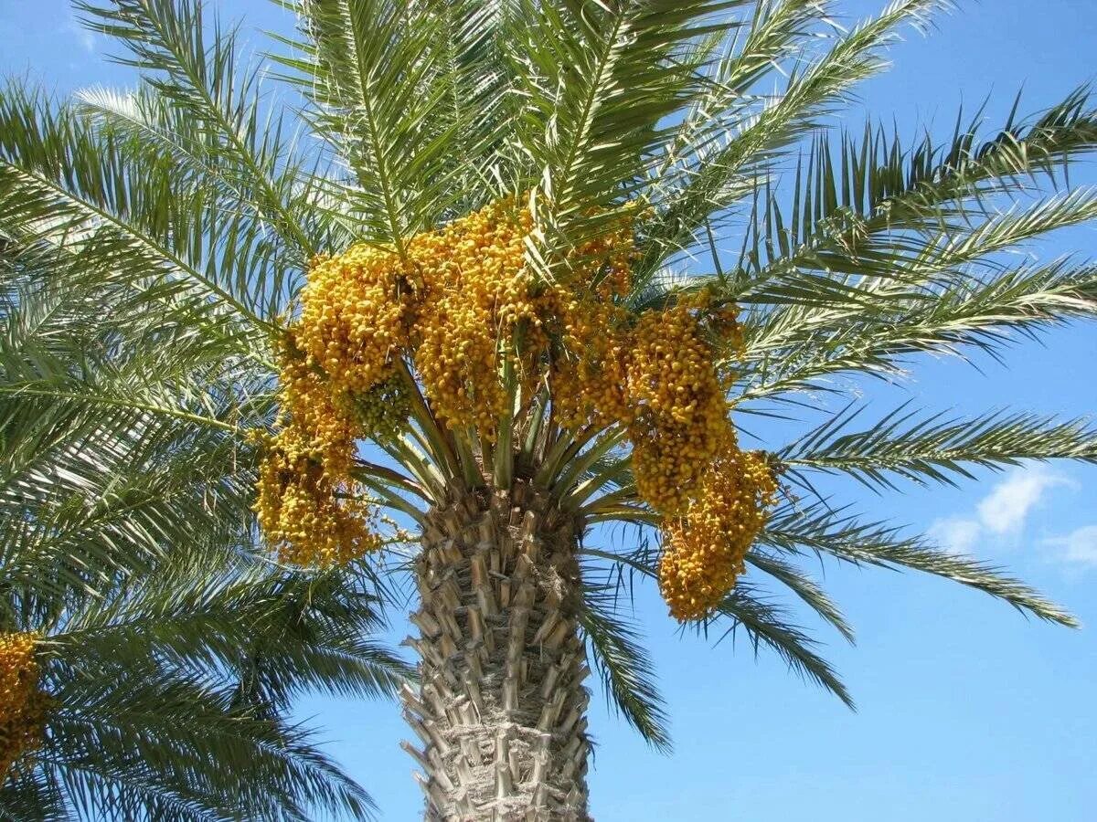 Финиковая пальма где растет природная зона. Финиковая Пальма. Финиковая Пальма (финик пальчатый). Финиковая Пальма (Phoenix dactylifera). Phoenix dactylifera финик пальчатый.