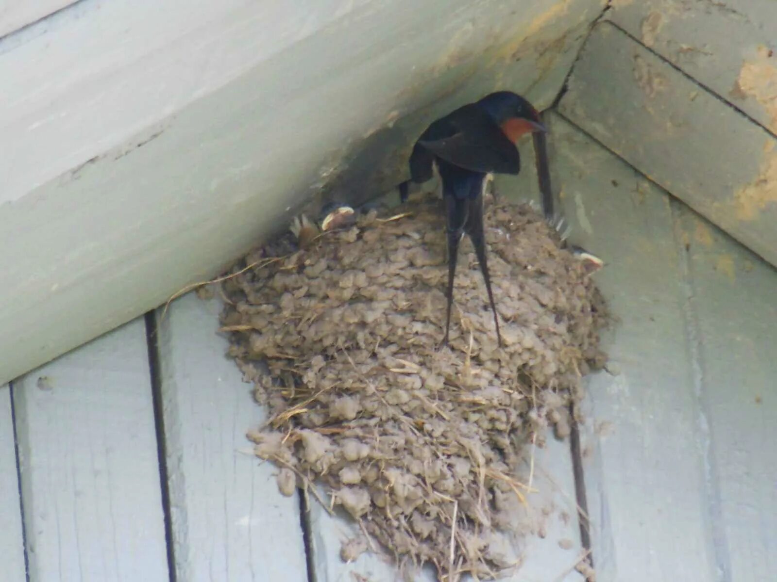 Ласточка строит. Гнездо деревенской ласточки. Ласточкино гнездо. / Гнездо птицы ласточки. Ласточкино гнездо под крышей. Ласточка вьет гнездо под крышей дома.