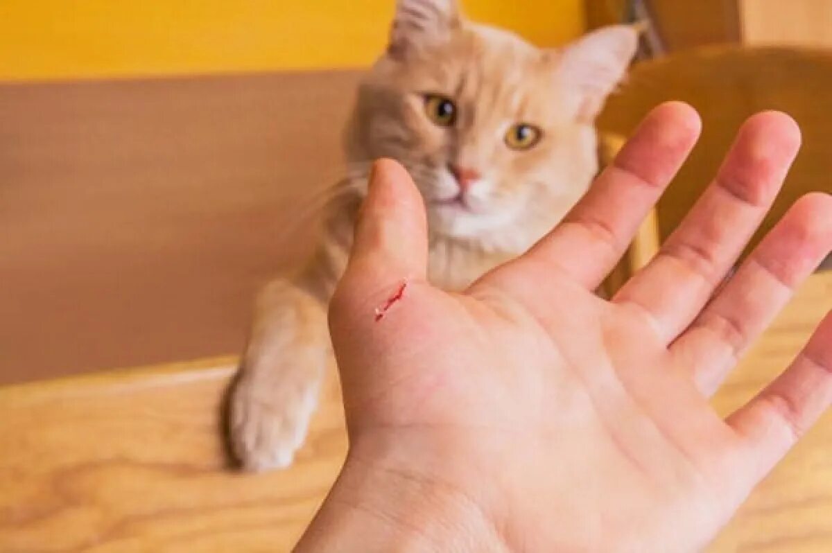 Кусачий кот. Кот кусает руку. Кот больно укусил. Котенок вцепился. Кошка вцепилась.
